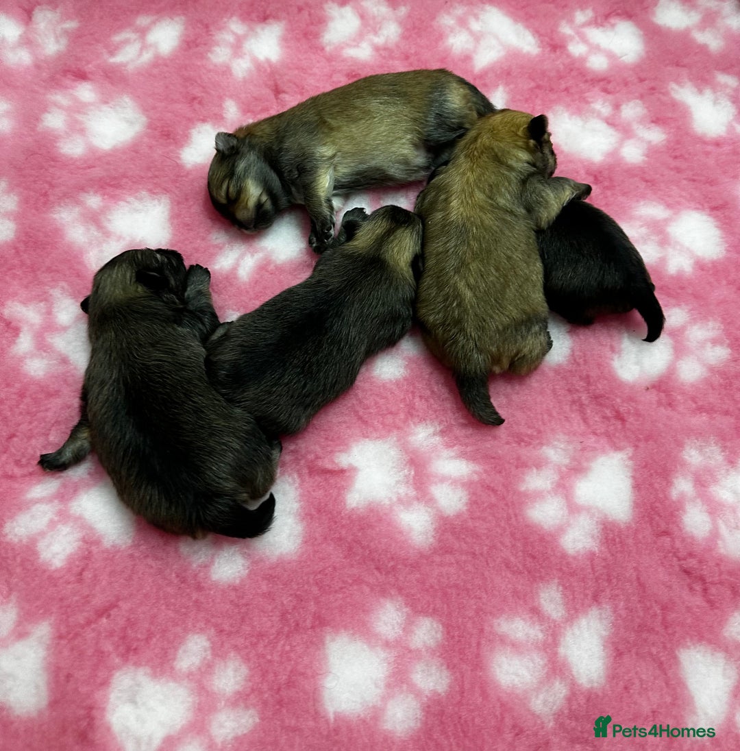 Pomeranian dogs for sale: GORGEOUS POMERANIAN PUPPIES 🐶🐶🐶🐶🐶 - Advert 36