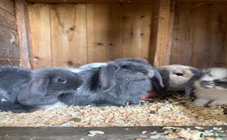 Mini Lop rabbits - Advert 1