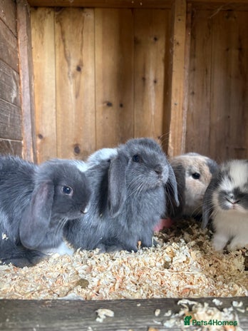 Mini Lop rabbits - Advert 1