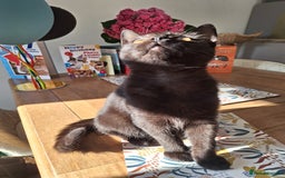British Shorthair cats for sale: 🤎SALE!!! Chocolate BSH boy and girl, LONDON SE9🤎 - Image 2