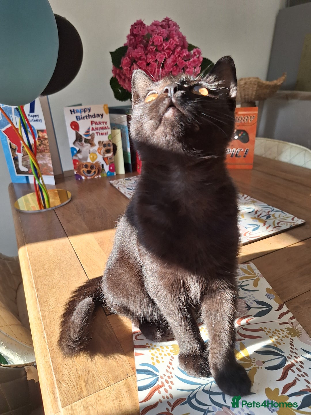 British Shorthair cats for sale: 🤎SALE!!! Chocolate BSH boy and girl, LONDON SE9🤎 - Image 2