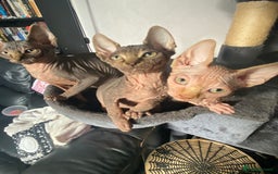 Sphynx cats for sale: Sphynx kittens  - Image 4