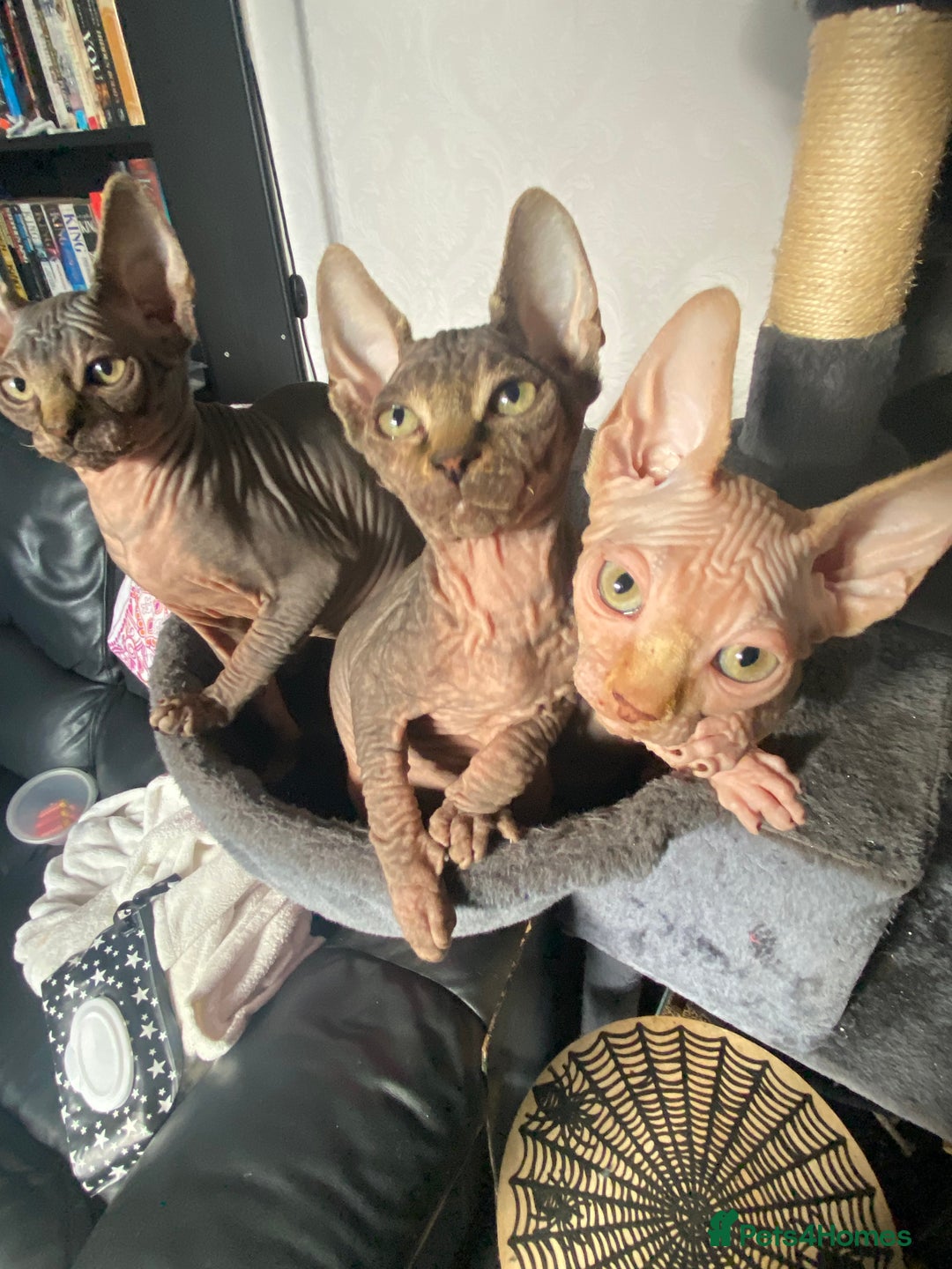 Sphynx cats for sale: Sphynx kittens  - Image 4