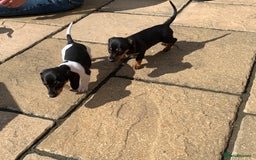 Miniature Dachshund dogs for sale: Beautiful mini daxi puppies pra clear READY NOW - Image 13