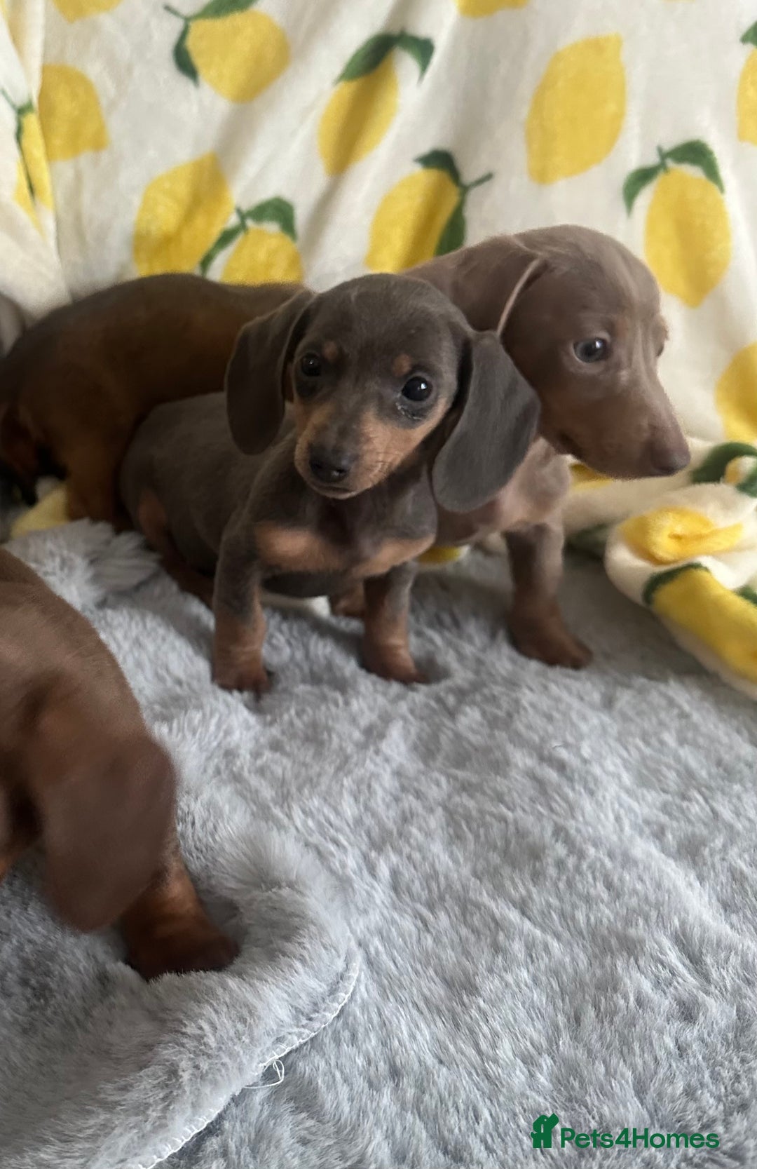 Dachshund dogs for sale: Outstanding dachshund puppies - Image 12
