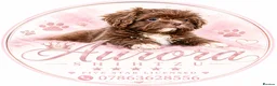 Shih Tzu dogs for sale: Last Boy Ready Now KC & DNA Health Tested - Advert 6