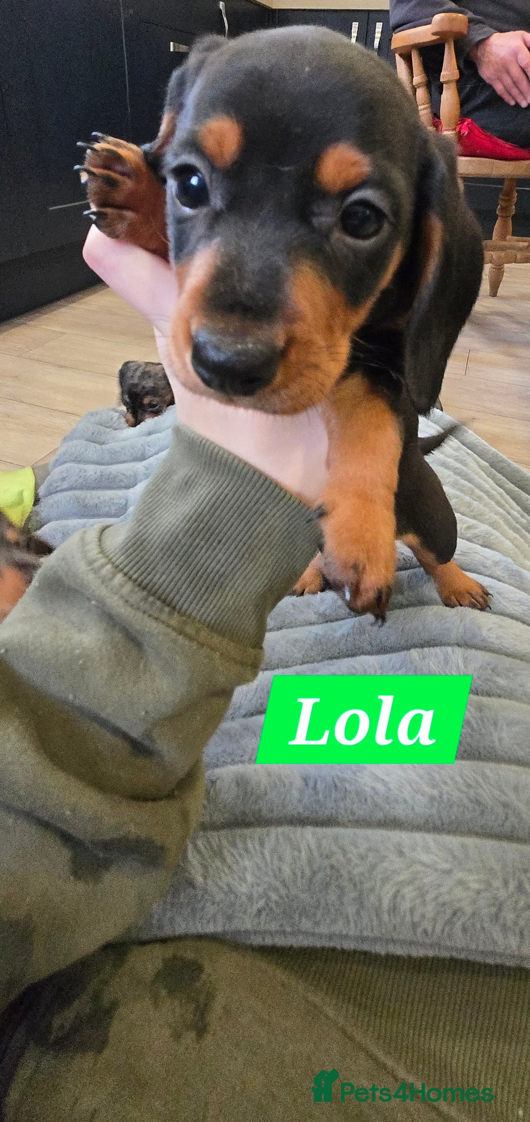 Dachshund dogs for sale: Beautiful Daxis - Advert 28