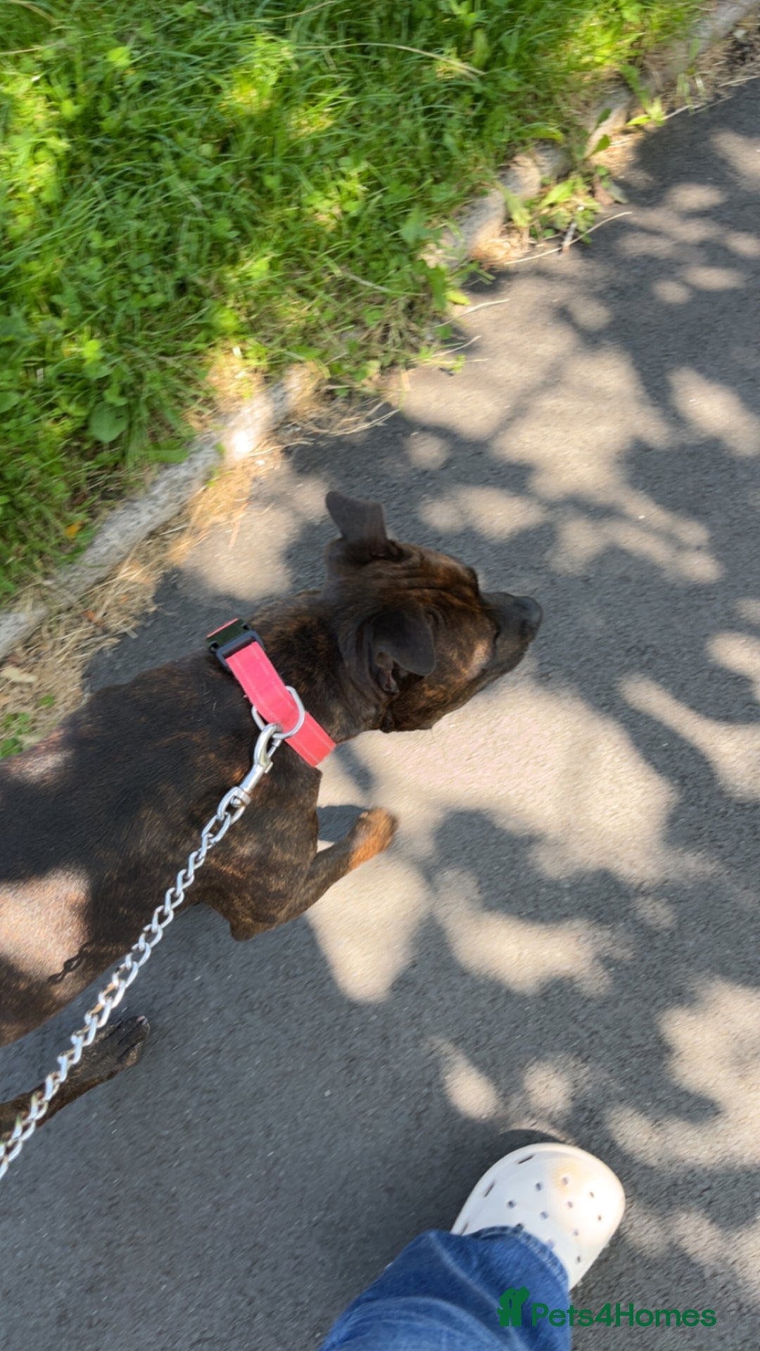 Mixed Breed dogs for sale: Sasha the staffie cross  - Image 3