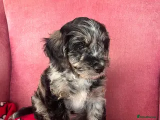 Cockapoo dogs Cockapoo F1 Merle - Advert 11