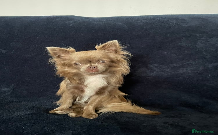 Chihuahua dogs - Advert 1