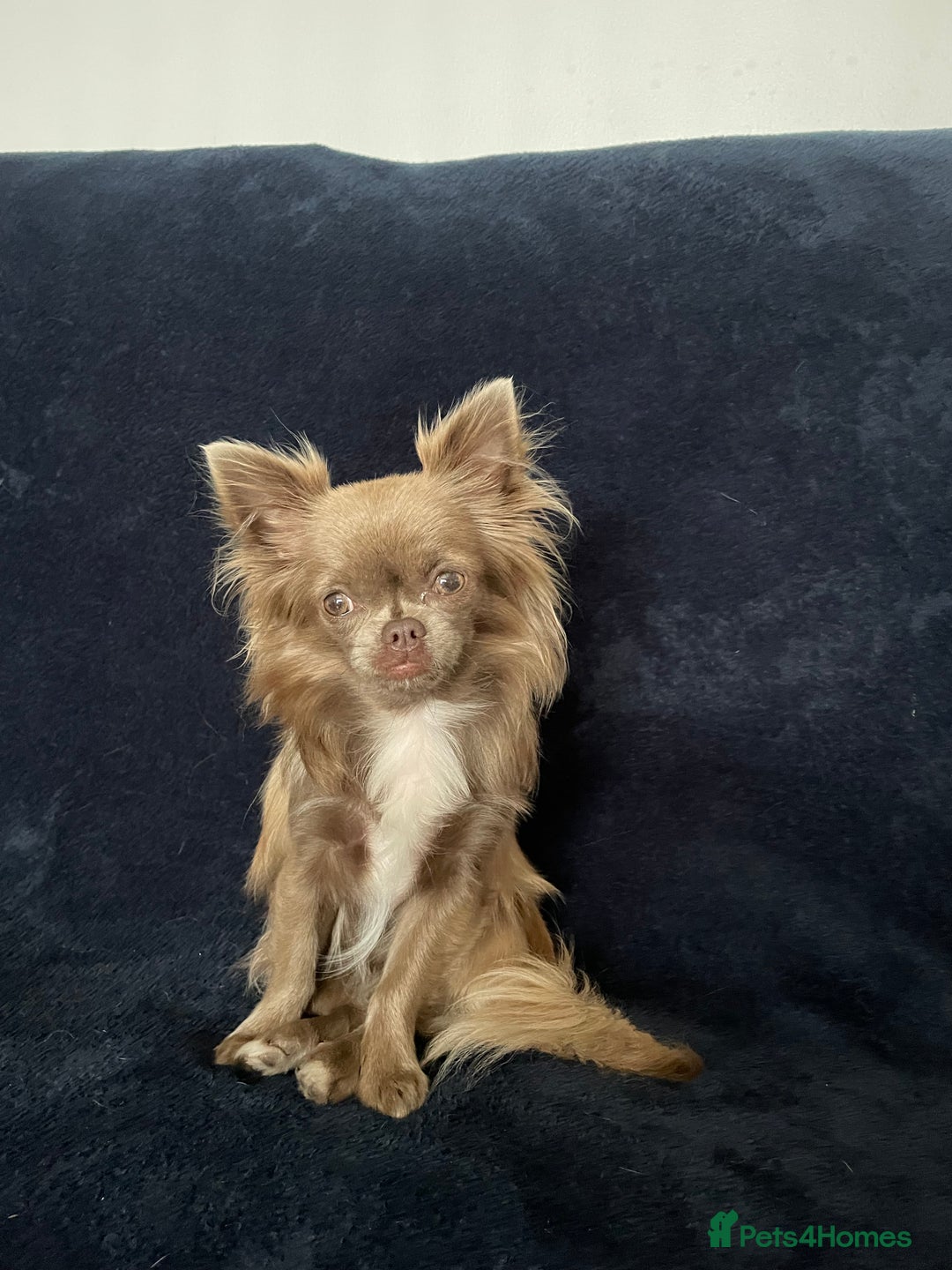 Chihuahua dogs for sale: Beautiful long haired lilac chihuahua for sale  - Image 1