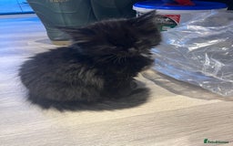 Ragdoll cats for sale: Cute black Luna - Image 2