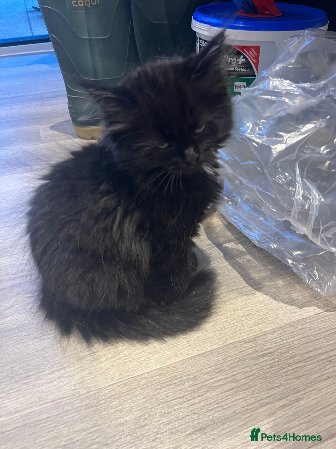 Ragdoll cats for sale: Cute black Luna - Image 2