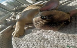 French Bulldog dogs for sale: Male french buldog puppy (lilac fawn) - Image 6