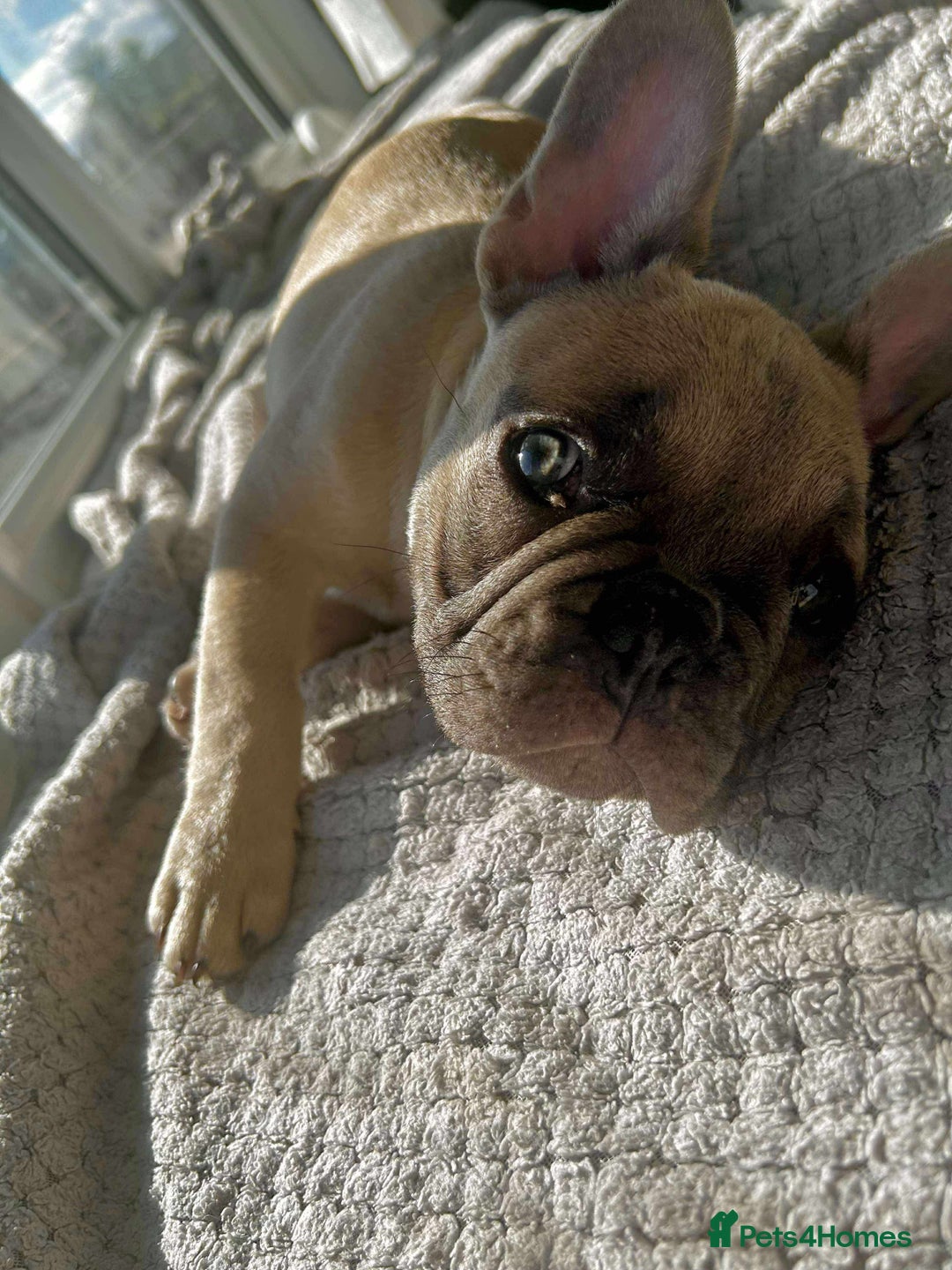 French Bulldog dogs for sale: Male french buldog puppy (lilac fawn) - Image 6