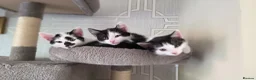 British Shorthair cats for sale: Four Beautiful Kittens for sale - Advert 2