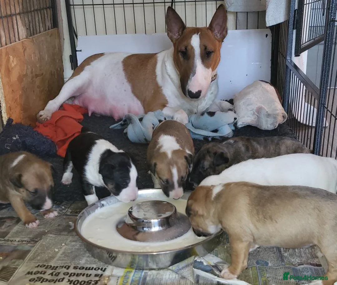 Bull Terrier dogs for sale: 2 stunning English bull terrier girls - Advert 2