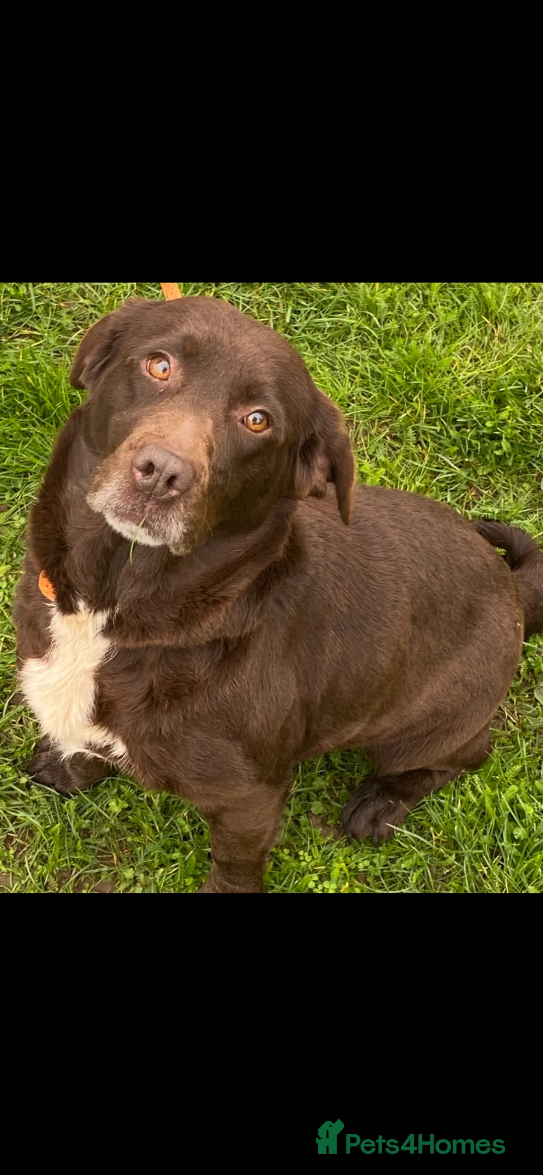 Springador dogs for sale: Gorgeous Female Springador For Sale - Advert 2