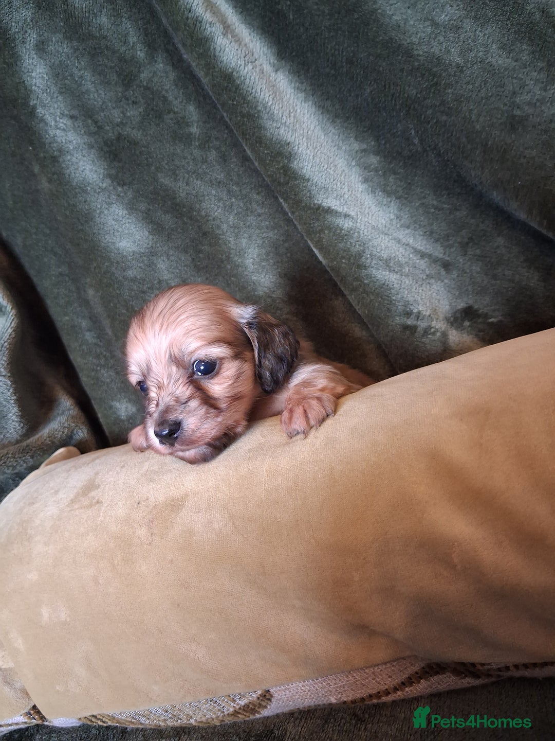 Miniature Dachshund dogs for sale: KC LONGHAIRED MINIATURE DACHSHUNDS  - Image 27