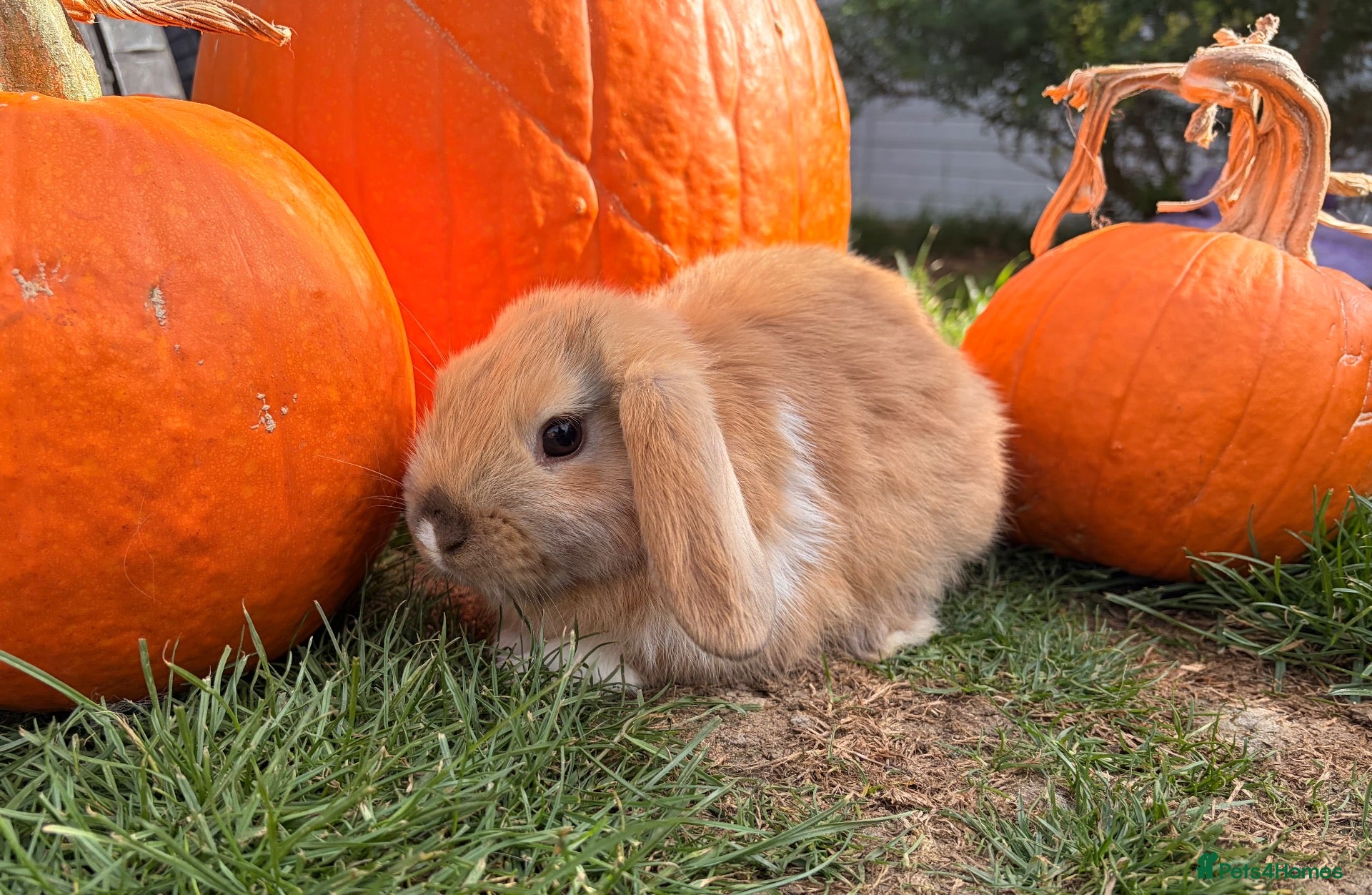 Mini Lop rabbits Mixed litter of adorable mini lops - Advert 1
