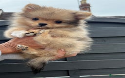 Pomeranian dogs for sale: Gorgeous Pomeranians for sale  - Image 1
