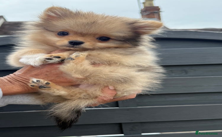 Pomeranian dogs - Advert 1