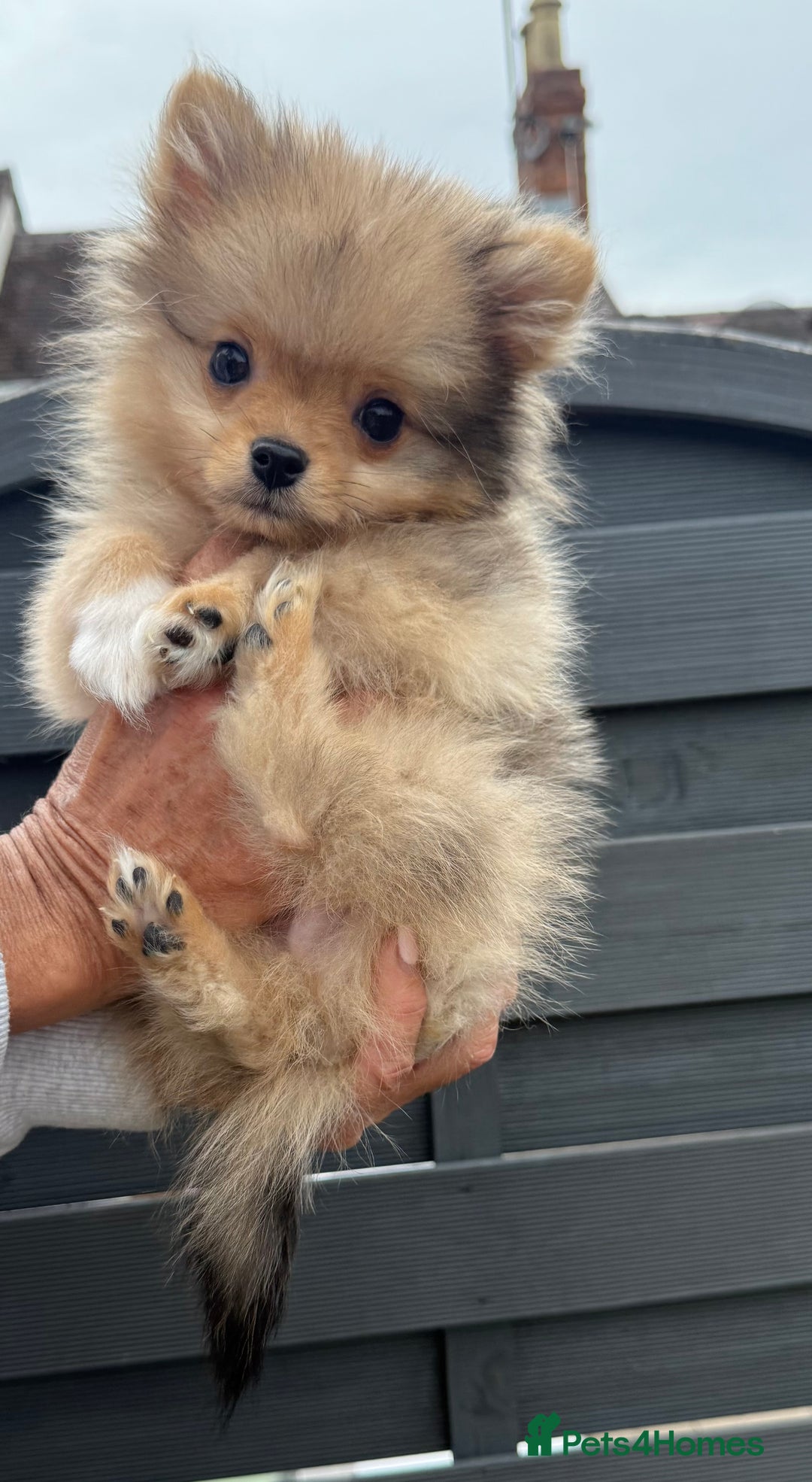 Pomeranian dogs for sale: Gorgeous Pomeranians for sale  - Image 1