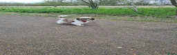 Shihpoo dogs for sale: Gorgeous puppies looking for there forever homes - Advert 11