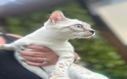 Bengal cats for sale: Unbelievably friendly TICA reg kittens  - Image 28