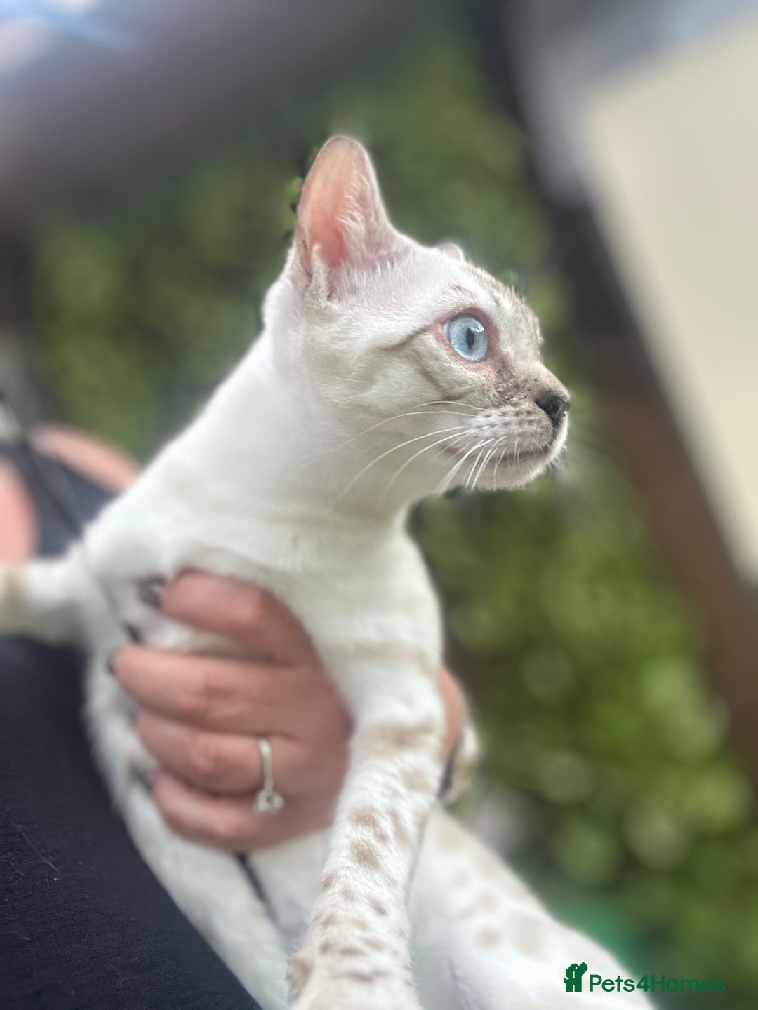 Bengal cats for sale: Unbelievably friendly TICA reg kittens  - Image 28