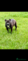 Staffordshire Bull Terrier dogs - Advert 2