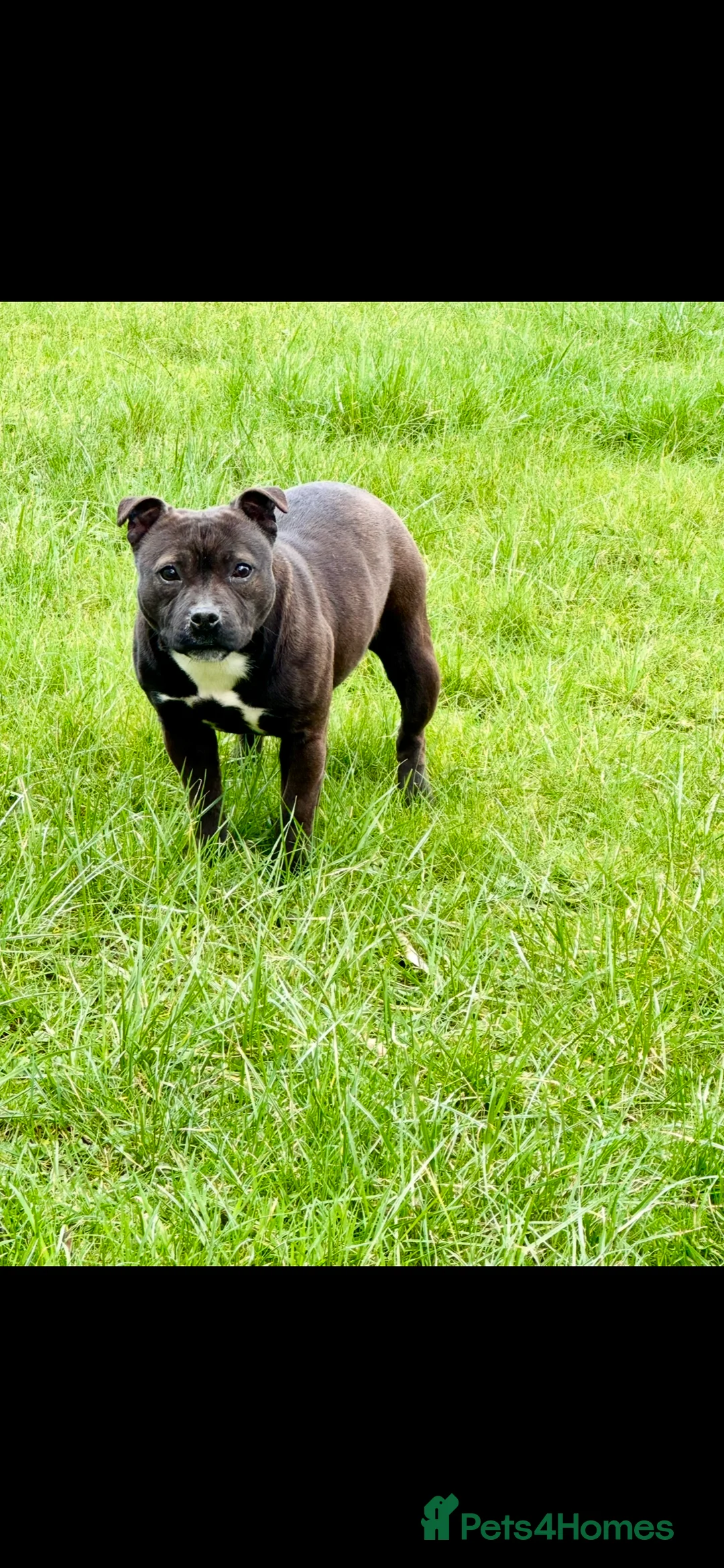 Staffordshire Bull Terrier dogs for sale: Staffordshire Bull Terrier Pups ready now  - Advert 5