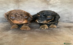 Cockapoo dogs for sale: F1 & F1b puppies. Health tested.  - Image 7