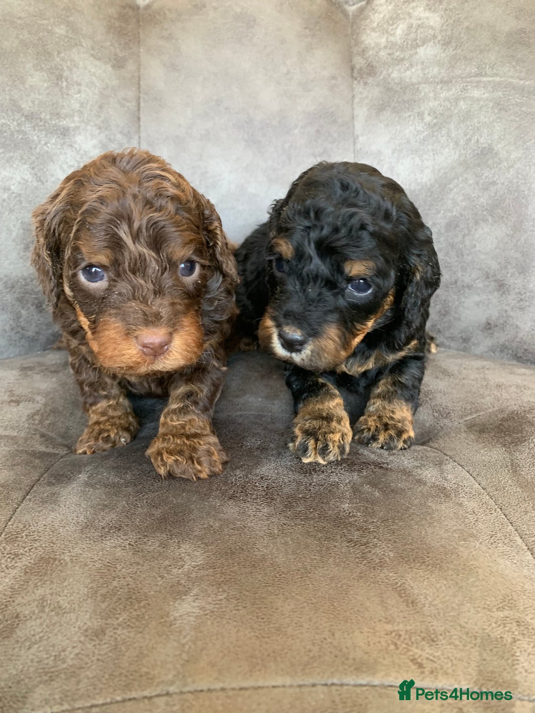 Cockapoo dogs for sale: F1 & F1b puppies. Health tested.  - Image 7