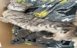 Mixed Breed cats for sale: 3 Beautiful Tabby Kittens  - Image 5