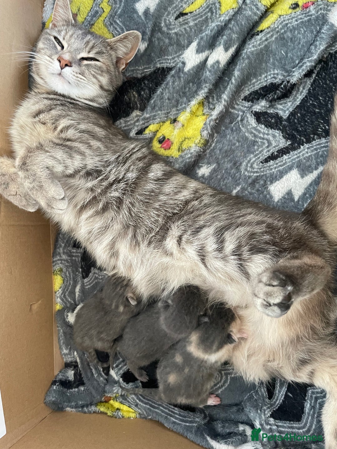 Mixed Breed cats for sale: 3 Beautiful Tabby Kittens  - Image 5