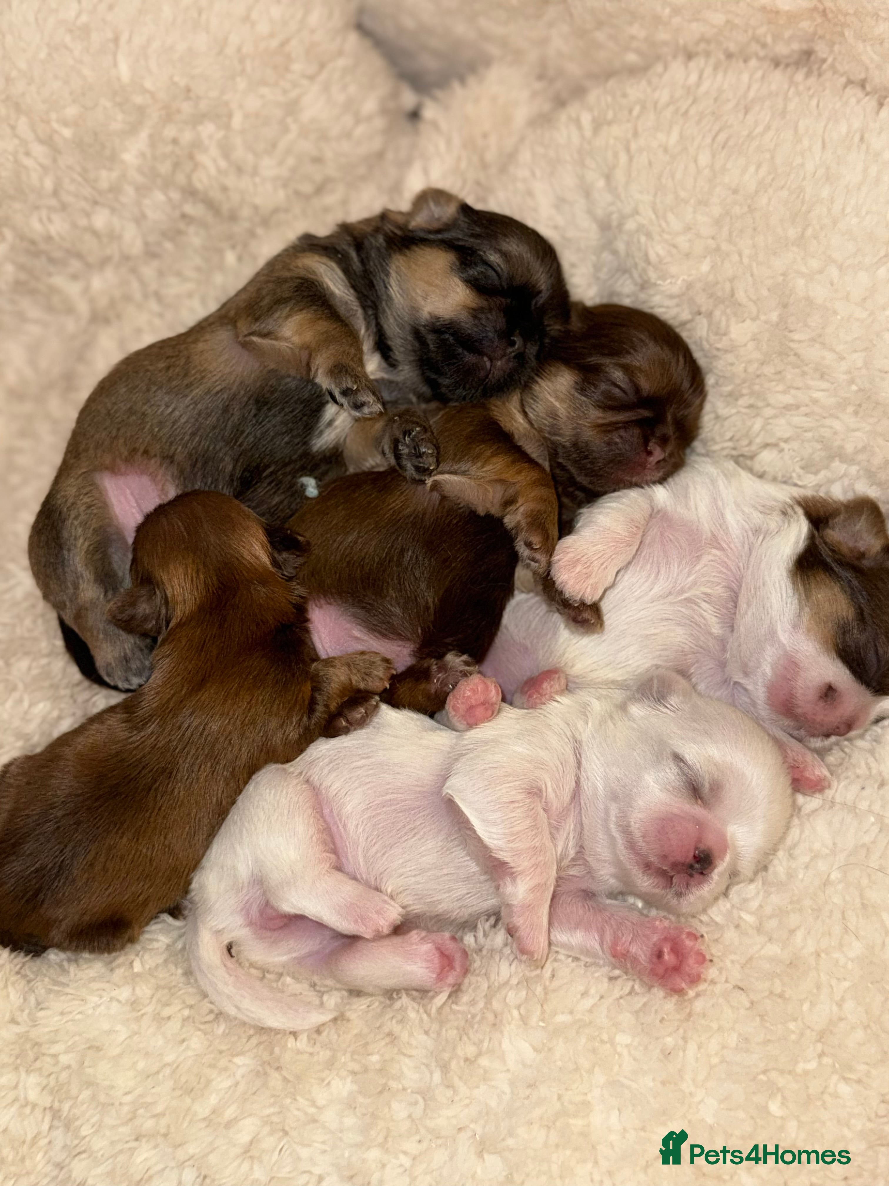 Shih Tzu dogs Shih tzu  - Advert 2