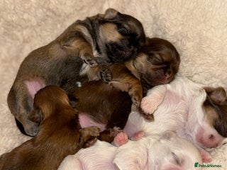 Shih Tzu dogs Shih tzu - Advert 3