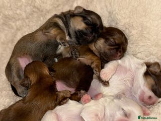 Shih Tzu dogs Shih tzu - Advert 8