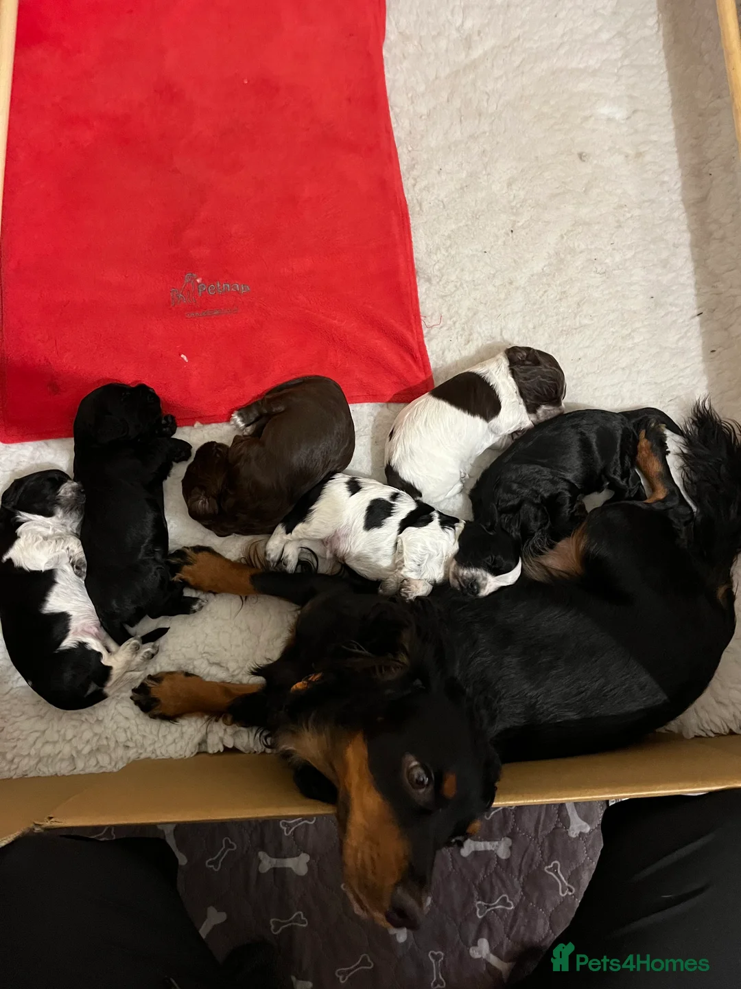 Cocker Spaniel dogs for sale: RKC Working cocker spaniel  - Advert 2