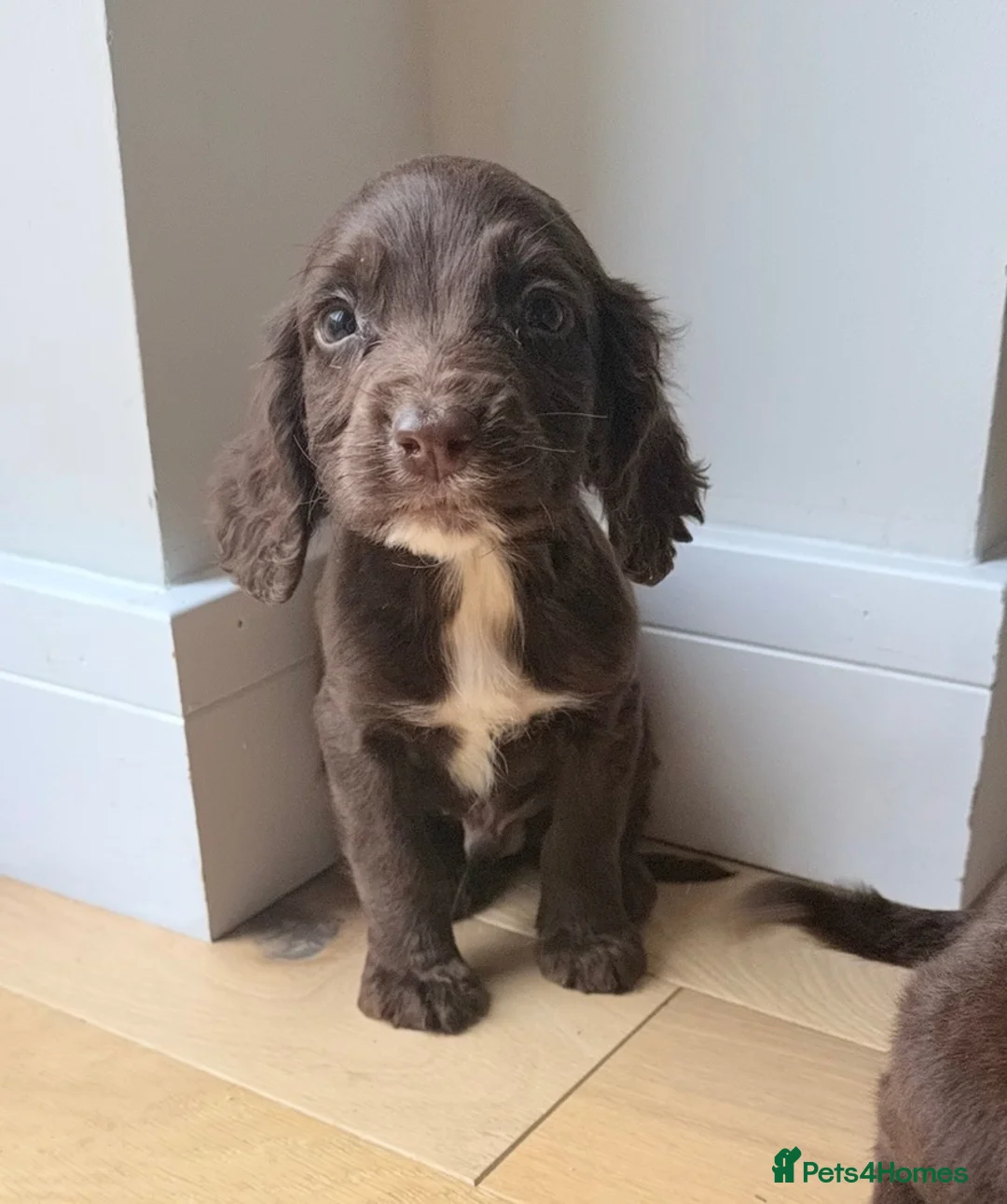 Cocker Spaniel dogs for sale: Cocker Spainel puppies  - Advert 2