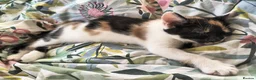 Mixed Breed cats for sale: GORGEOUS CALICO SISTERS! - Advert 12