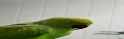 Ringnecks birds for sale: Indian ringnecks in Wirral - Advert 6