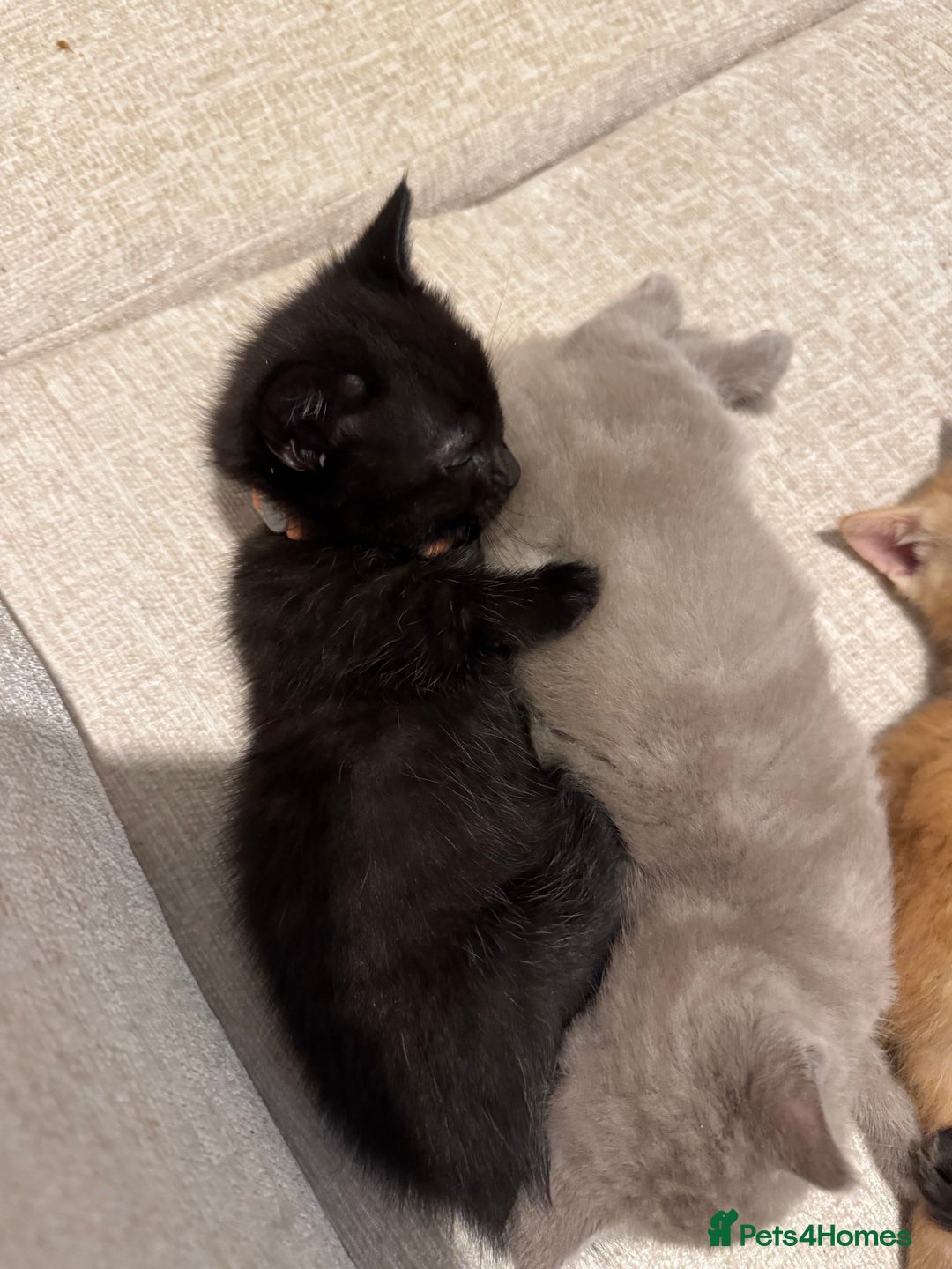 Munchkin cats for sale: stunning standard munchkins - Advert 4