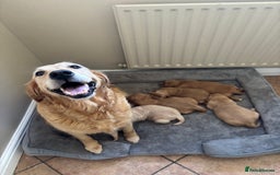 Golden Retriever dogs for sale: Beautiful KC Registered Golden Retrievers for Sale - Image 13