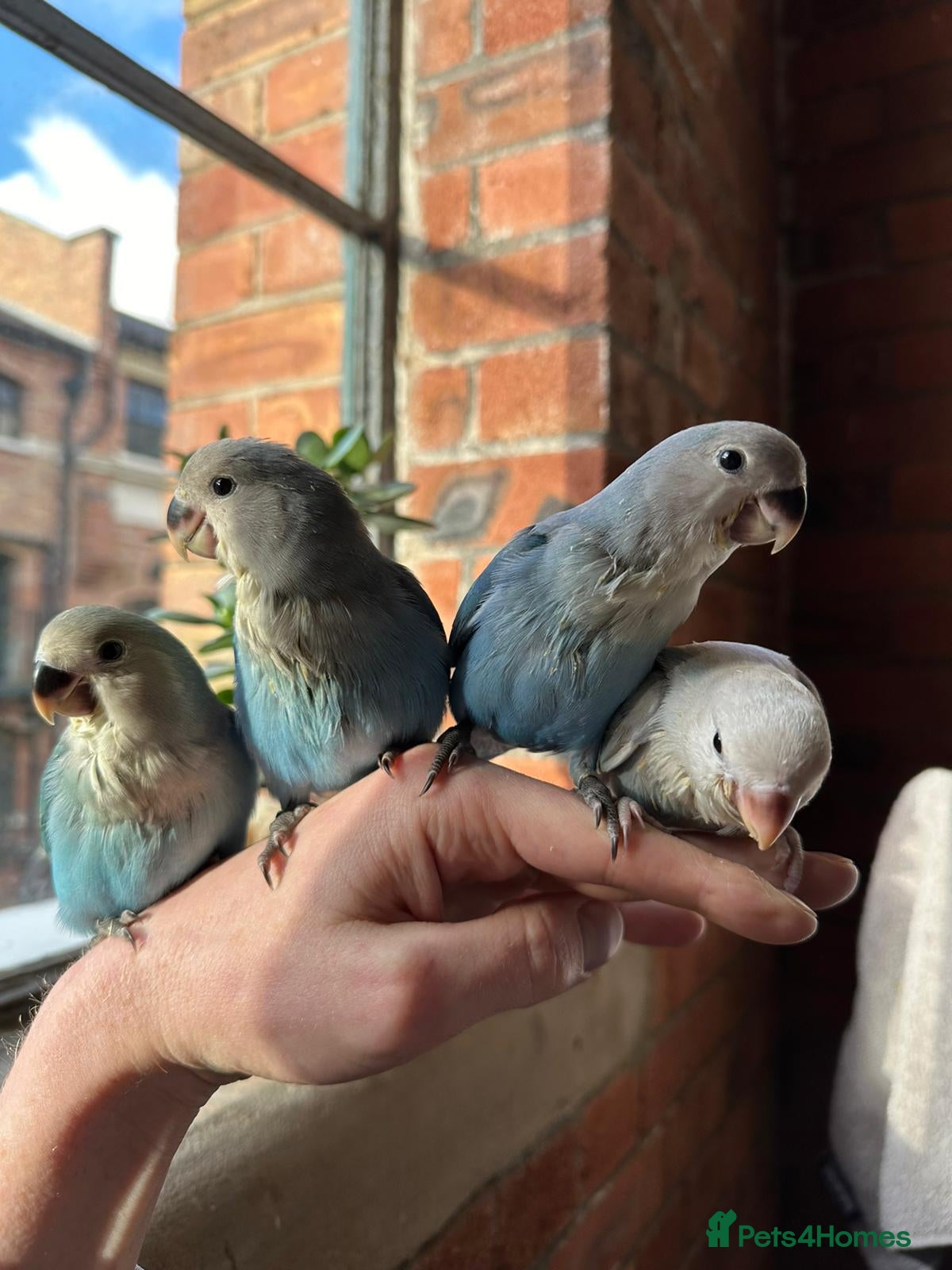Lovebirds birds Cuddly hand reared lovebirds - Advert 1
