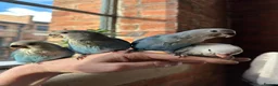 Lovebirds birds for sale: Cuddly hand reared lovebirds in London - Advert 1