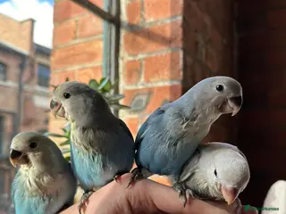 Lovebirds birds for sale: Cuddly hand reared lovebirds - Advert 1