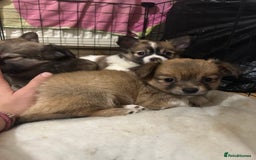 Chihuahua dogs for sale: 5 teacup chihuahua puppies - Image 3