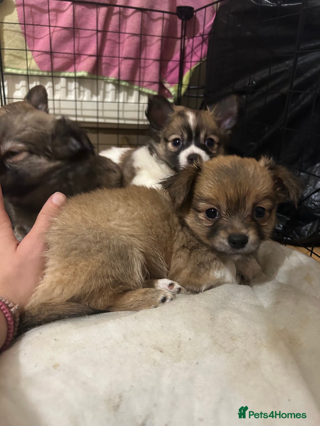 Chihuahua dogs for sale: 5 teacup chihuahua puppies - Image 3